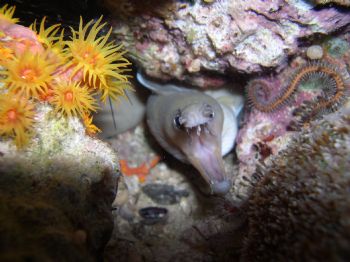 Beauty and the Beast...Maeda point on Okinawa Japan.  Nig... by Timothy B. Casey Ii 